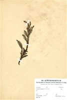 藏品(柳杉)的圖片